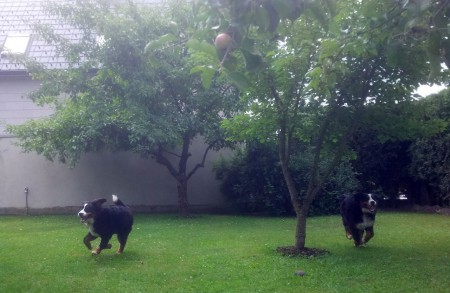 ALF und ARES 6monate