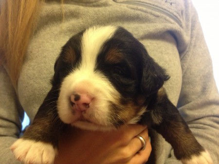 Barney von Viehofnerseen ( 2W )