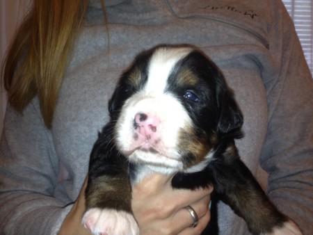 Barney von Viehofnerseen ( 2W )