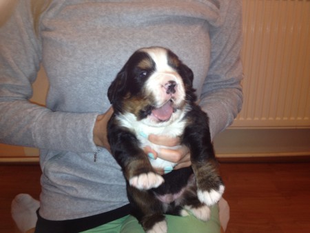 Brutus von Viehoerseen (2W )